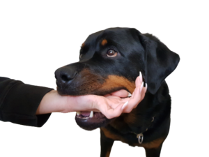 20200328_133822-removebg-preview