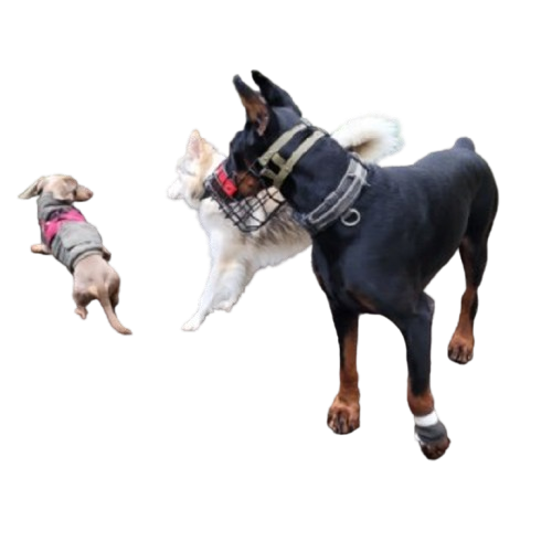 2024-12-25_23_16_35-20241106_091229-removebg-preview-removebg-preview